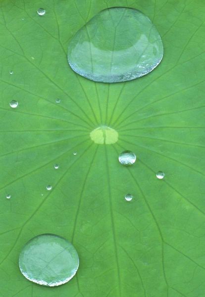 Canada, Quebec, Montreal Water on lotus leaf
